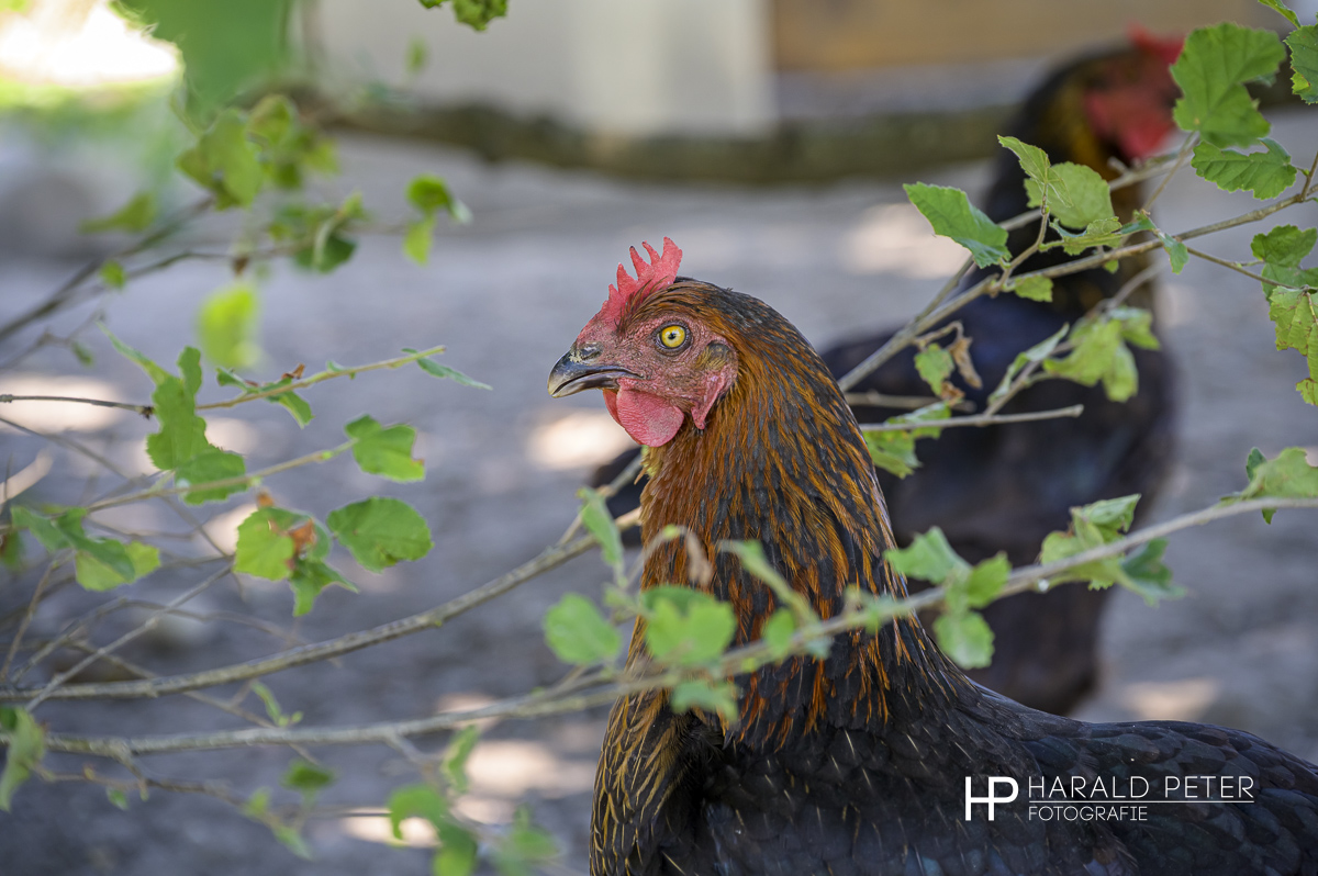 Ferienhof Kramer Huhn