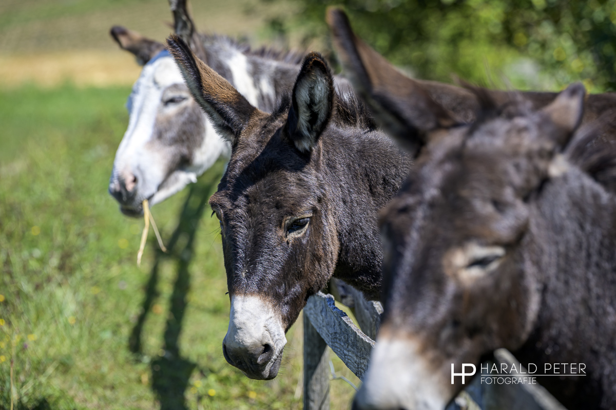 Ferienhof Kramer die drei Esel