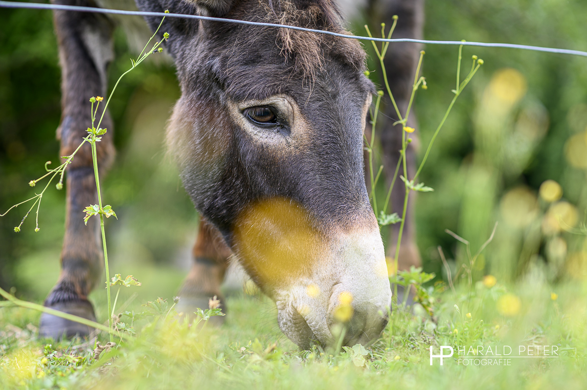 Ferienhof Kramer Esel am grasen